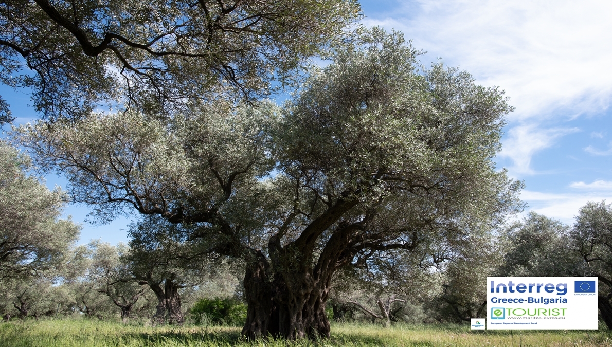 Вековните маслинови градини на Макри